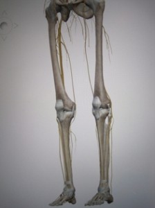 膝関節の解剖図