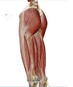 大腿の筋肉