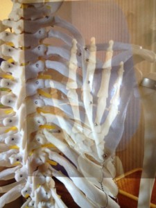 肩甲骨と手の関係画像