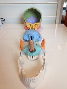 頭蓋骨　分割